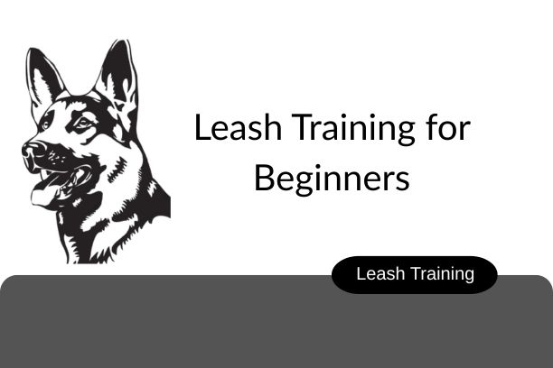 Leash training for beginners blog image
