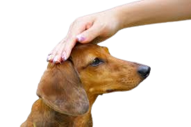 An image of a well-behaved, obedient dog